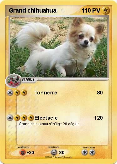 Pokemon Grand chihuahua
