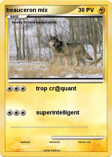 Pokemon beauceron mix
