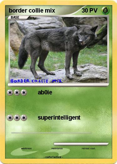Pokemon border collie mix