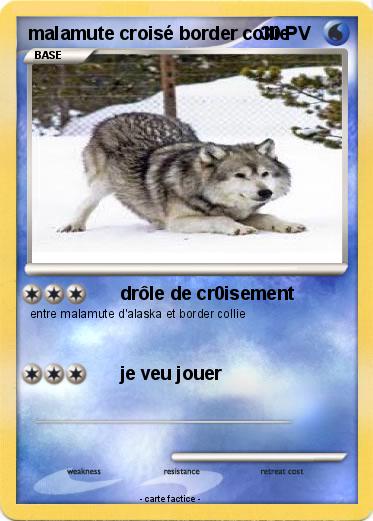Pokemon malamute croisé border collie