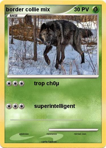 Pokemon border collie mix