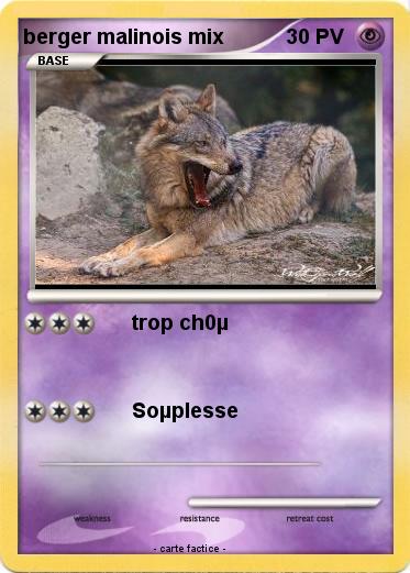 Pokemon berger malinois mix