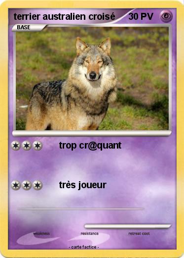 Pokemon terrier australien croisé