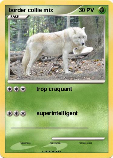Pokemon border collie mix