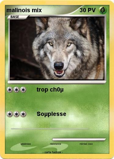 Pokemon malinois mix