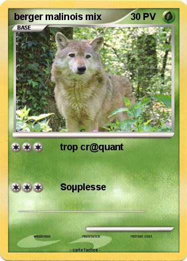 Pokemon berger malinois mix