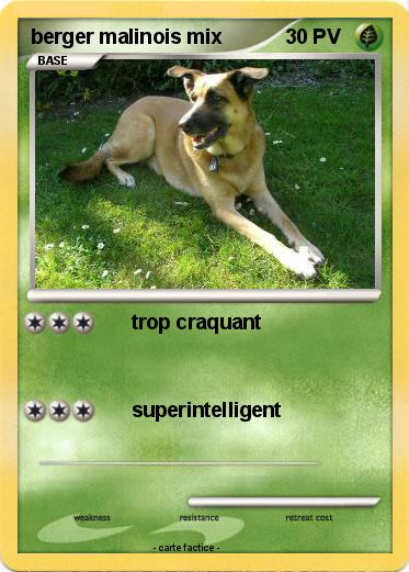 Pokemon berger malinois mix