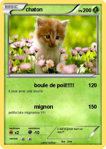 Pokemon chaton