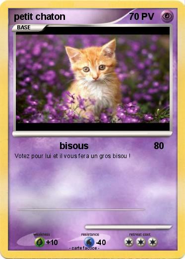 Pokemon petit chaton