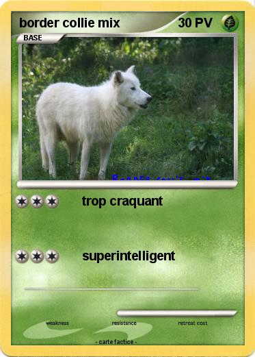Pokemon border collie mix