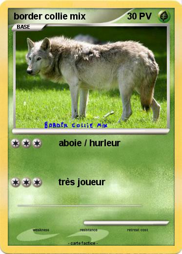 Pokemon border collie mix