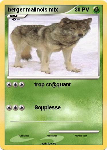 Pokemon berger malinois mix