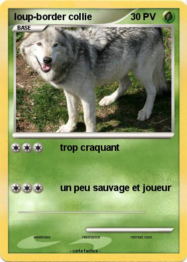Pokemon loup-border collie