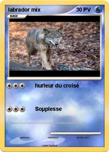 Pokemon labrador mix