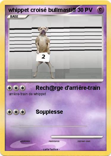 Pokemon whippet croisé bullmastiff