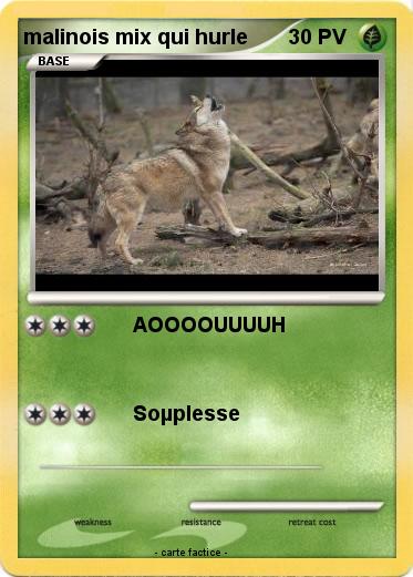 Pokemon malinois mix qui hurle