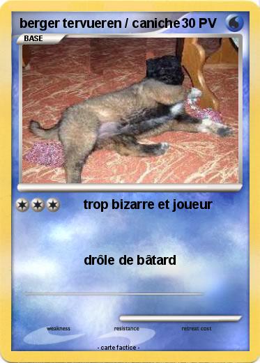 Pokemon berger tervueren / caniche
