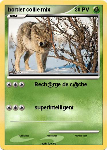 Pokemon border collie mix