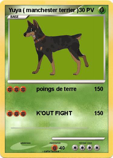 Pokemon Yuya ( manchester terrier )