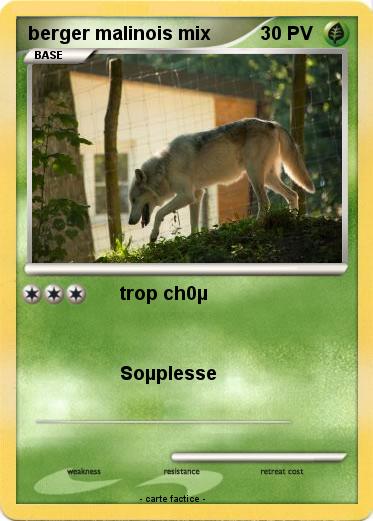 Pokemon berger malinois mix