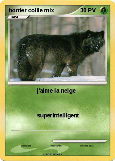 Pokemon border collie mix