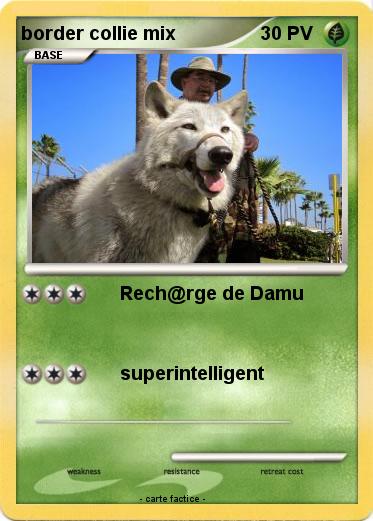 Pokemon border collie mix