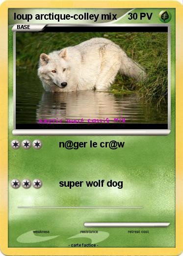 Pokemon loup arctique-colley mix