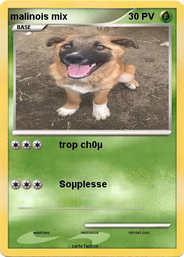 Pokemon malinois mix