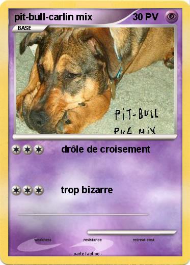 Pokemon pit-bull-carlin mix