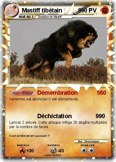 Pokemon Mastiff tibétain          9