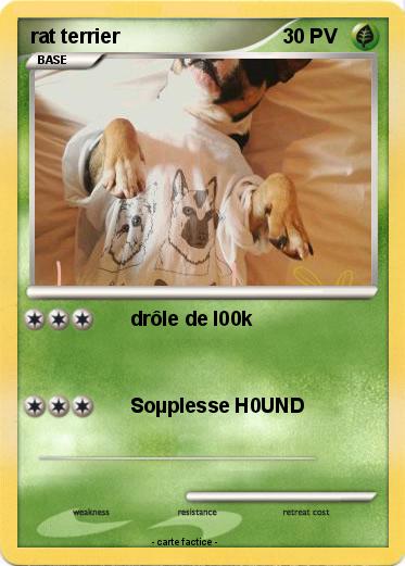 Pokemon rat terrier