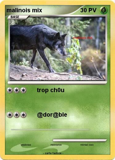 Pokemon malinois mix