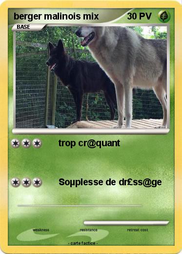 Pokemon berger malinois mix