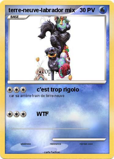 Pokemon terre-neuve-labrador mix