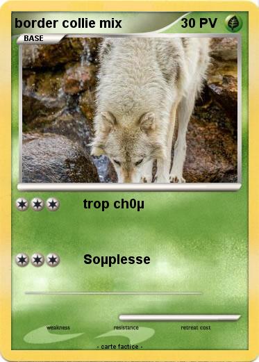 Pokemon border collie mix