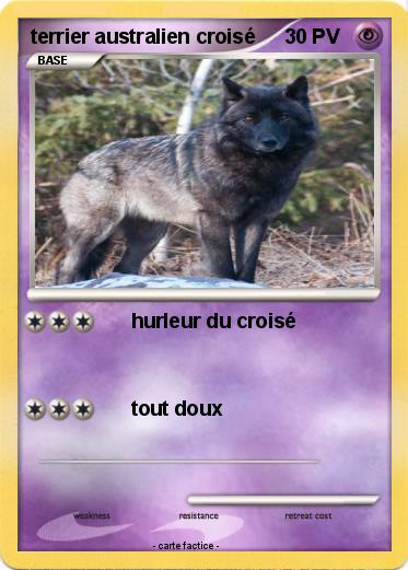Pokemon terrier australien croisé