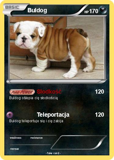 Pokemon Buldog