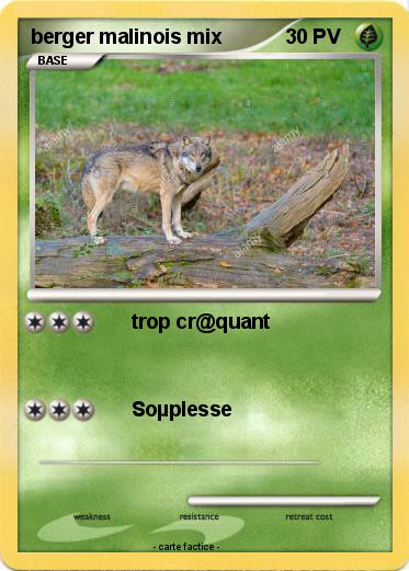 Pokemon berger malinois mix