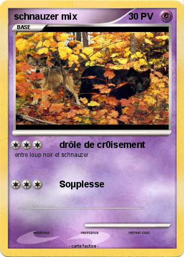 Pokemon schnauzer mix