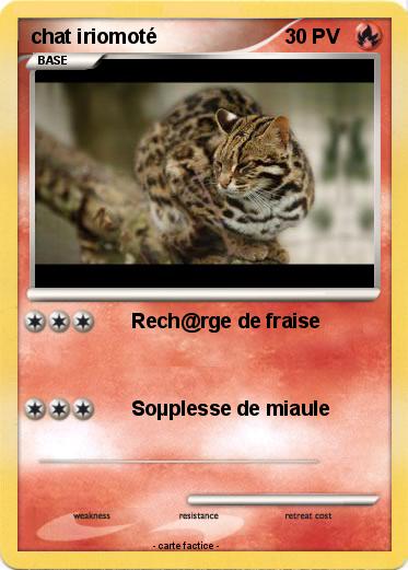 Pokemon chat iriomoté