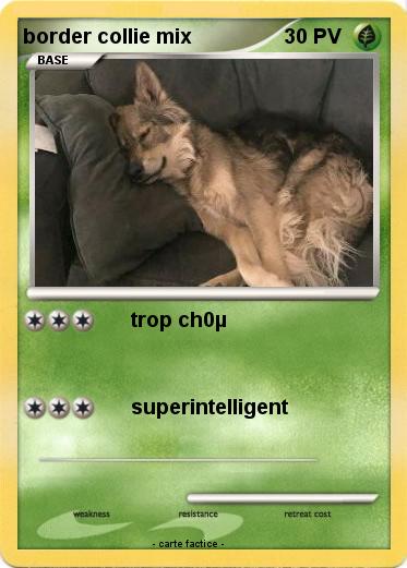 Pokemon border collie mix