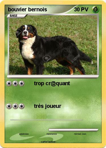 Pokemon bouvier bernois