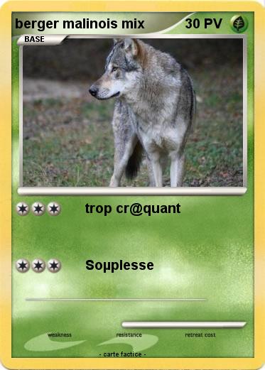 Pokemon berger malinois mix