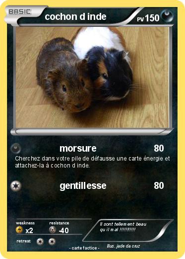 Pokemon cochon d inde