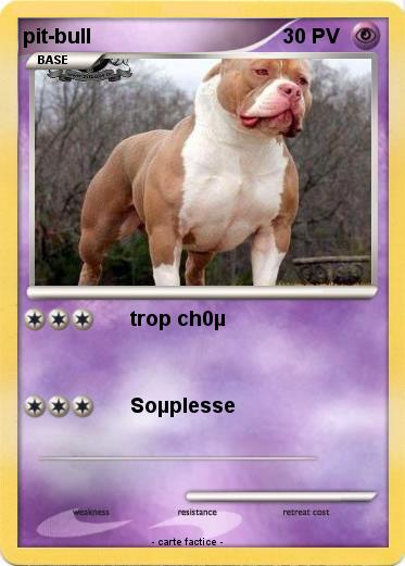 Pokemon pit-bull