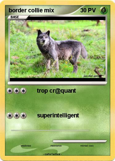 Pokemon border collie mix