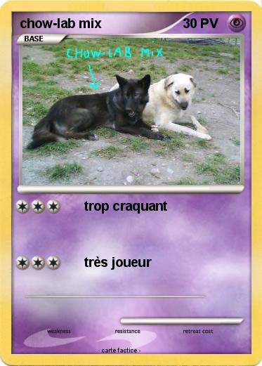Pokemon chow-lab mix