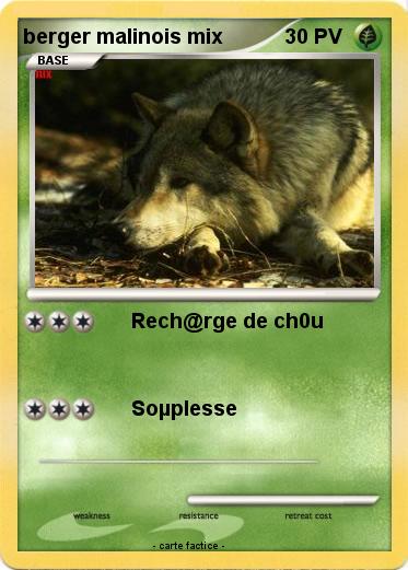 Pokemon berger malinois mix