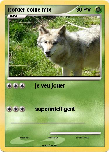Pokemon border collie mix