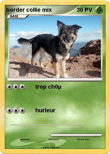 Pokemon border collie mix